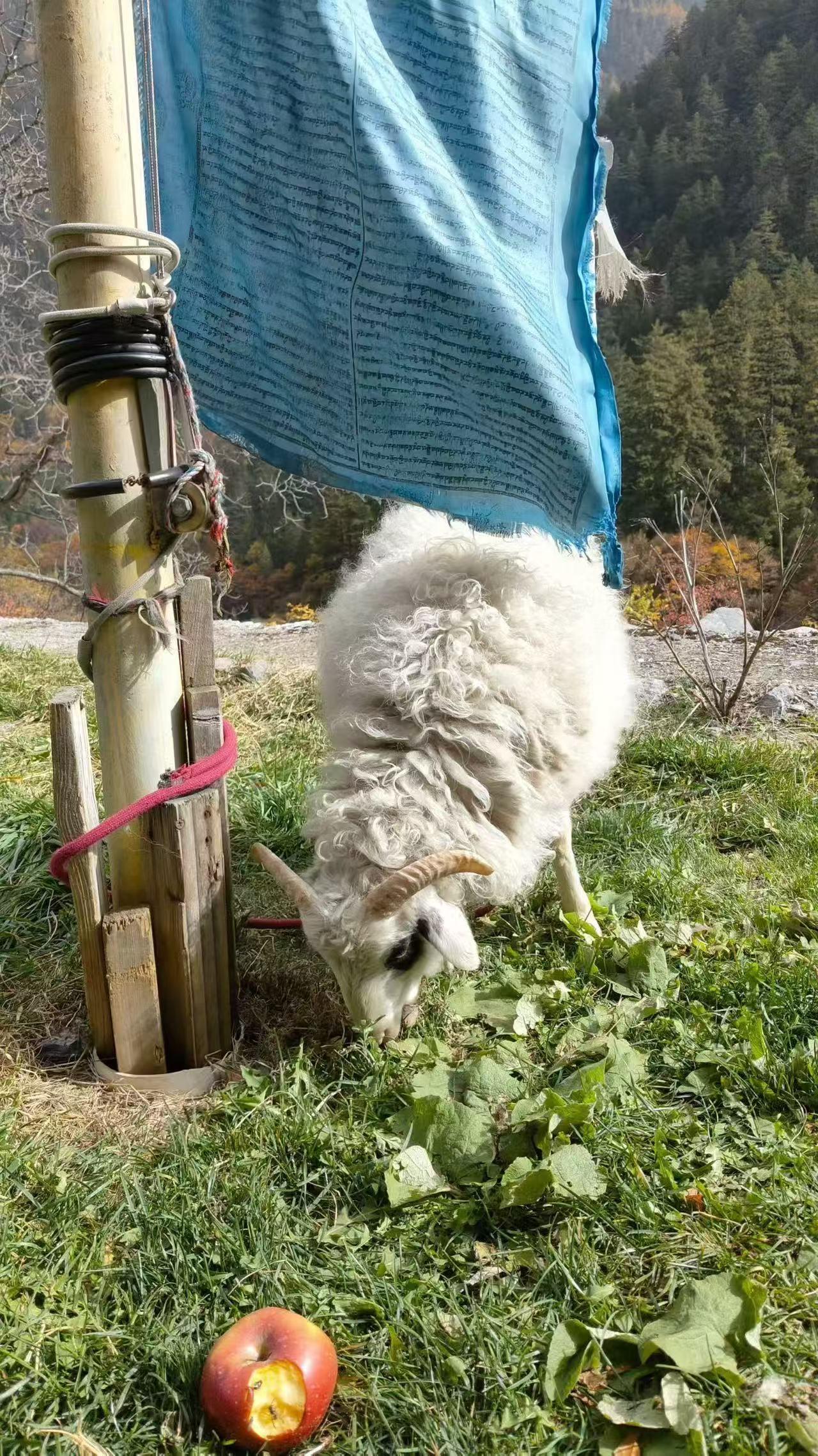 女子离婚2年，期间也谈了3次恋爱，但最终无果，后来她觉得还是前夫好。于是，就主动