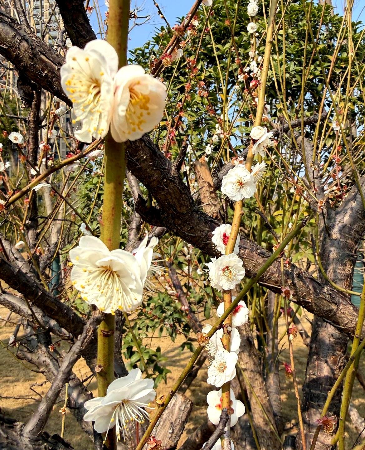 我妈有个侄子，一年到头基本不联系，但人家情商是真的高。每年大年初六下午，雷打不