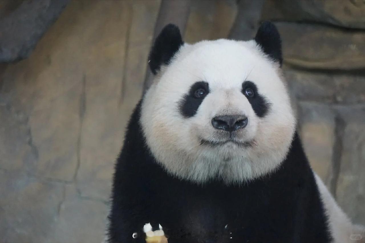 🎂祝功勋大熊猫莉莉生日快乐！今天是属于莉莉奶奶的好日子✨是文莉、雅莉、艾莉