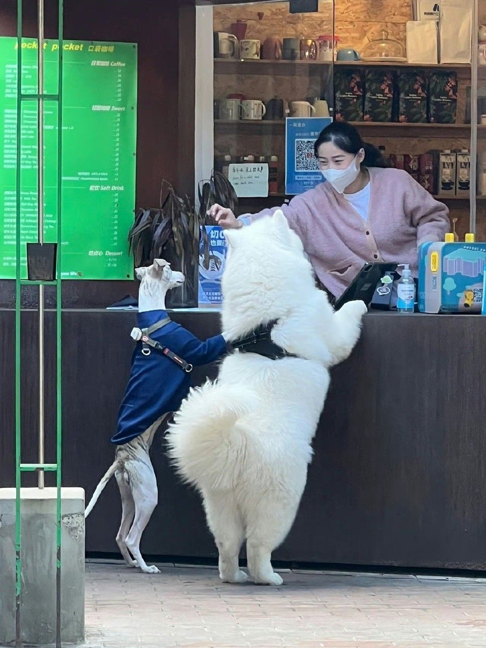 萨摩耶：两杯生椰拿铁，谢谢！