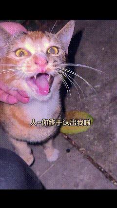 万物皆有灵！一女孩深夜回家被流浪猫挡住去路，无法前行，于是换了路段，却不曾想猫咪