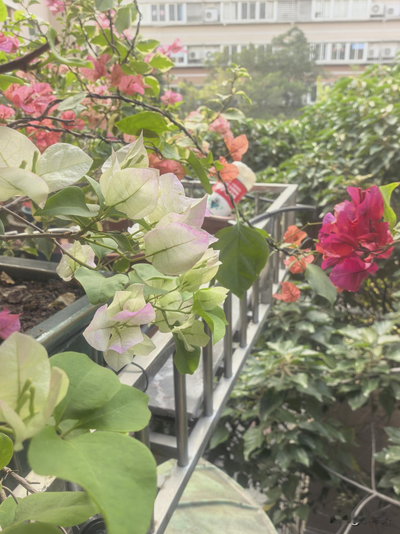 他们说我不该送，但看到花开那刻，我觉得值了两个月前，我把3盆三角梅送给朋友，