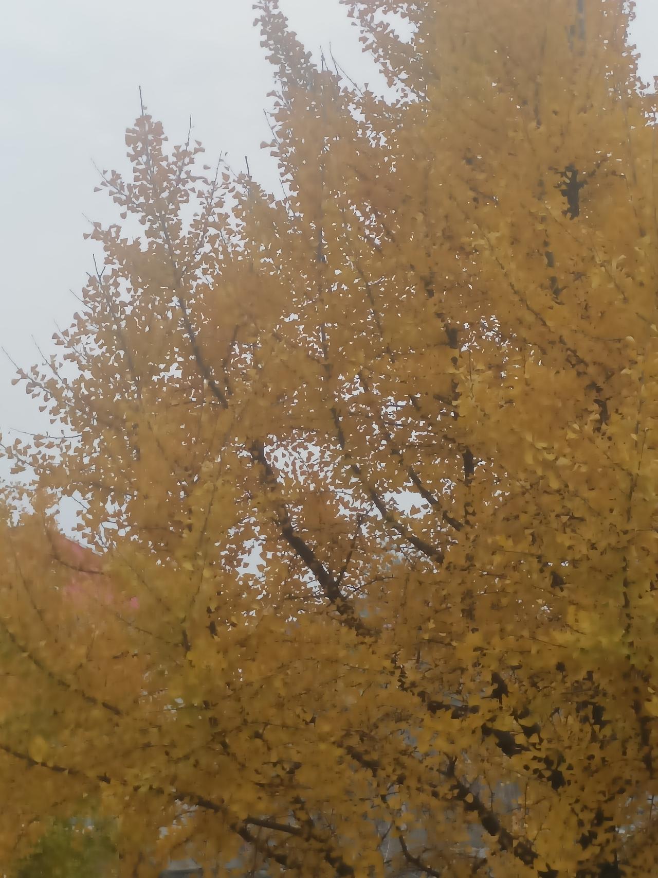 大瓜！“中国首父”被曝在美国生了100多个孩子，还想和马斯克联姻？我国早