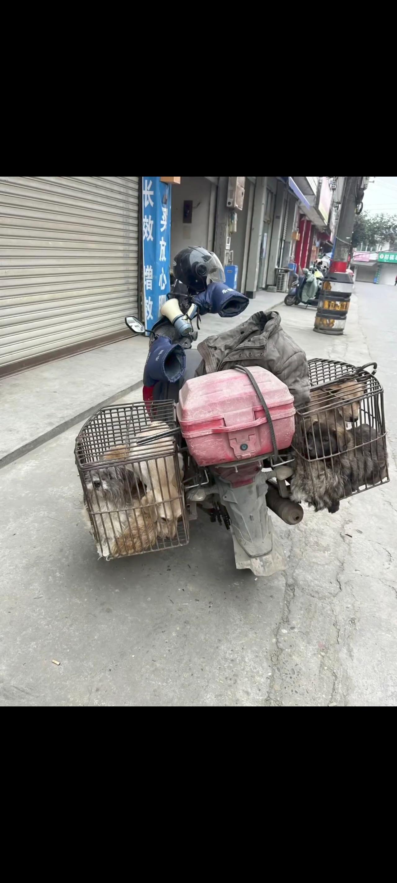 被摩托车运送到市场里面的狗狗突然低下了自己的额头，默默的流下了最后一滴眼泪！