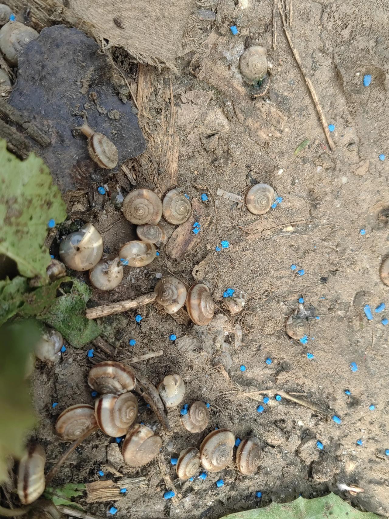 想不到蜗牛会这么多，白菜地四周，到处都是密密麻麻死去的蜗牛，要是不撒药的话，这可