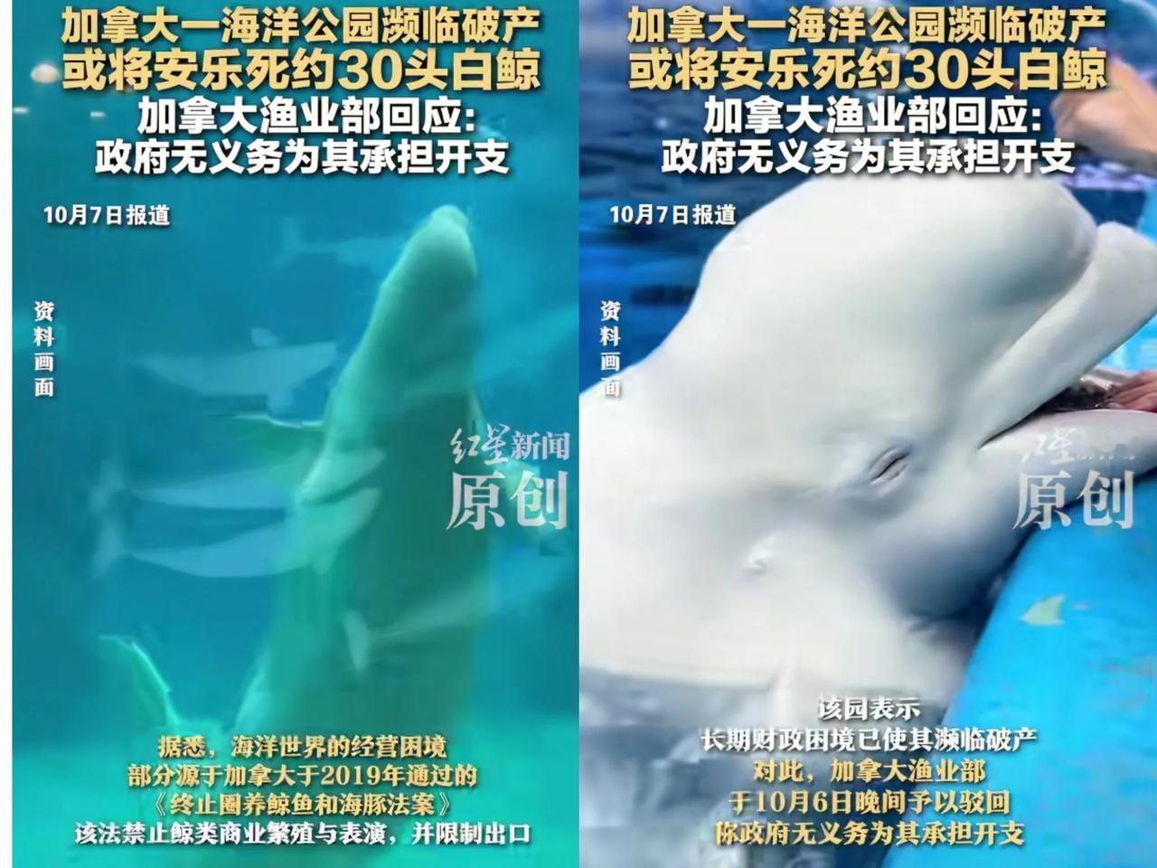 加拿大海洋世界30头白鲸没饭吃，快饿死了。珠海长隆说：想买，加拿大渔业部长却以会