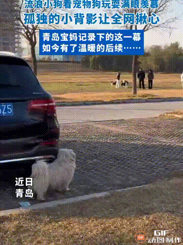 隔着屏幕都能感受到这只小狗的羡慕！山东青岛一名女子带着自己的孩子去公园玩耍时
