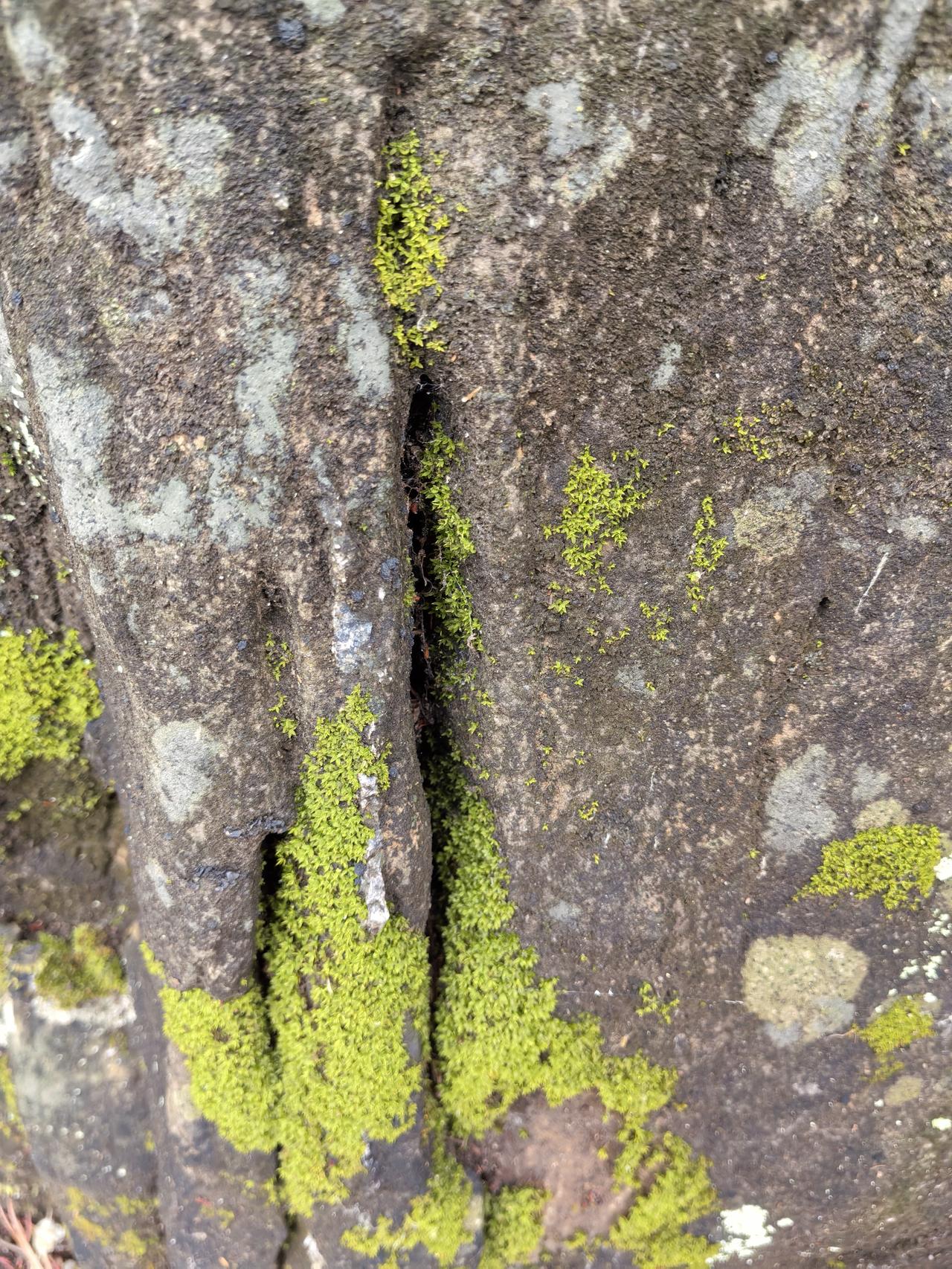 高山上的青苔这是今天上午在金海湖锯齿崖山顶上拍摄的青苔，说明了什么？在金海湖