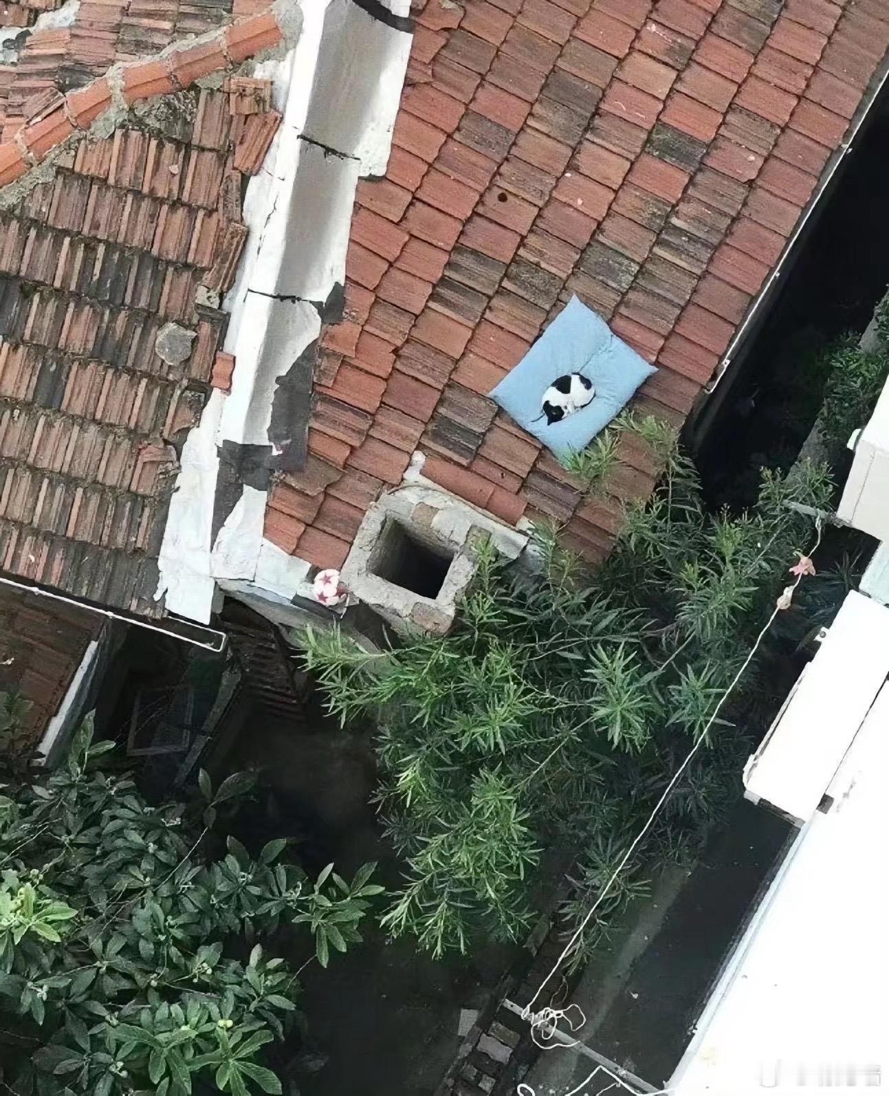 在阳台不小心掉下去一个枕头，过几天一看，竟成为了一个猫咪的家