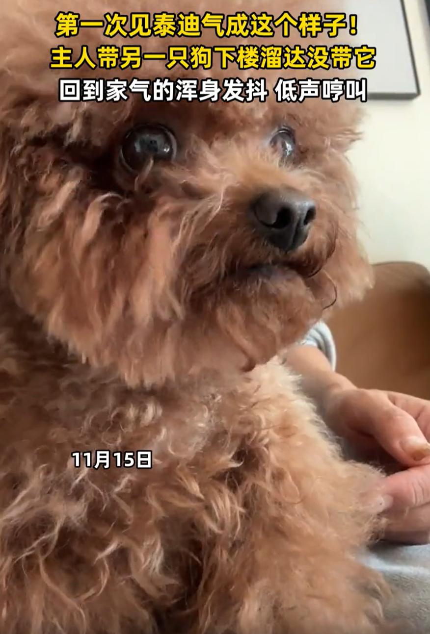 原来生气是真的会气到发抖！女子带着家里的小狗出门遛弯，回家后却发现另一只小泰迪一
