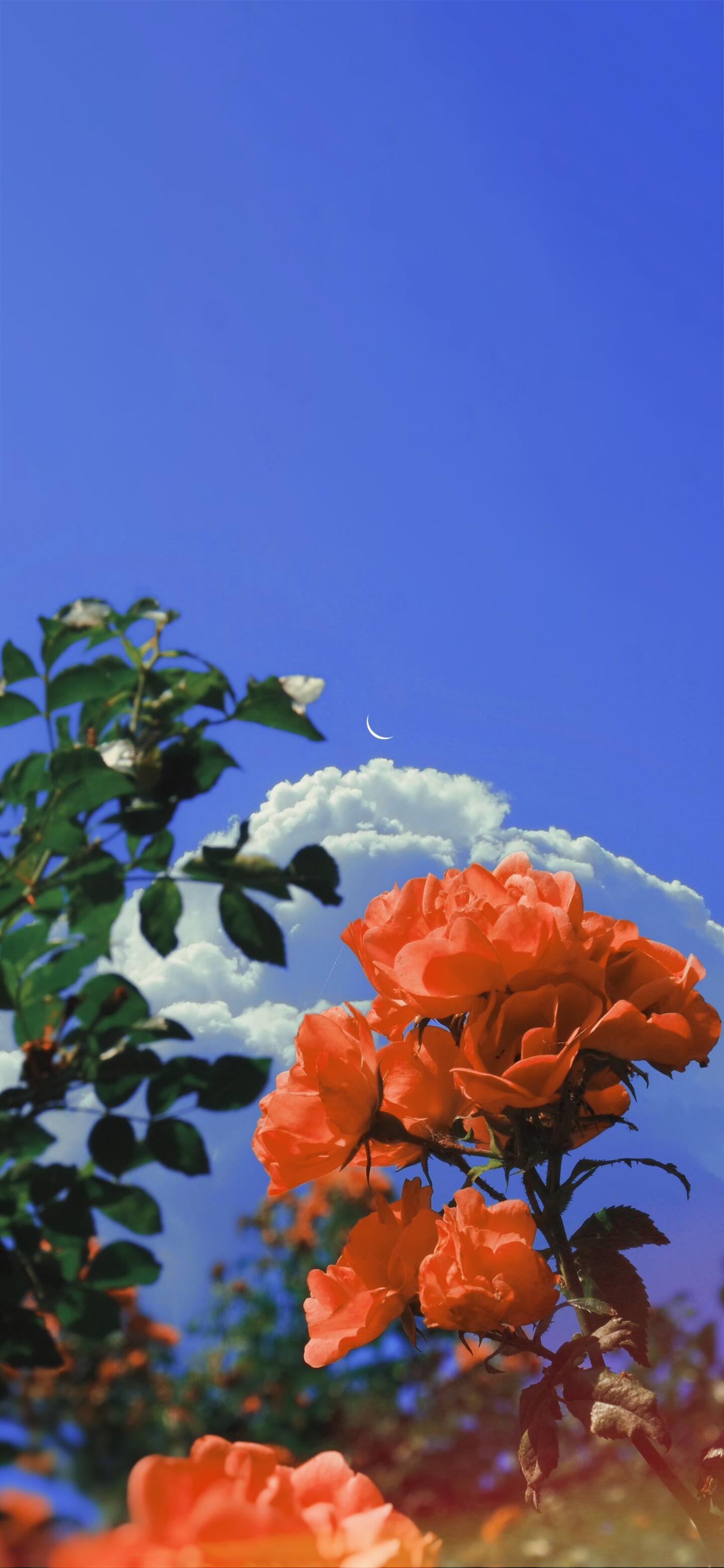 九张玫瑰花与月亮-浪漫氛围感手机壁纸