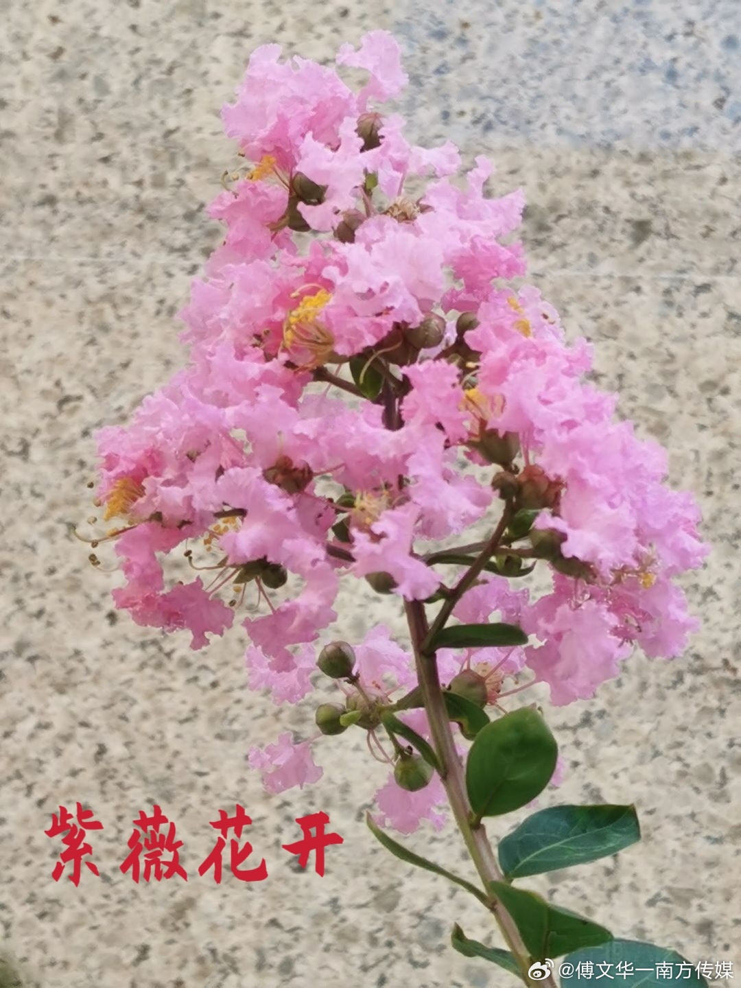 华为“竹知了事件”，网上沸沸扬扬。有人问我的看法，我想说“又不敢说”...