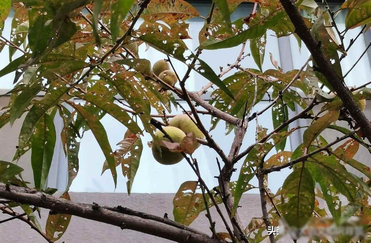 今年新高一的分班结果出来了，不出所料，大约70%的学生选择了物化生，不到10%的