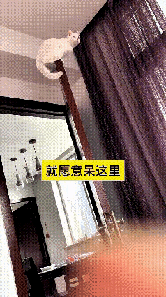 反复看了几遍这条视频，画面很有意思。这只小猫动作十分轻快，纵身一跃，跳到了门框上