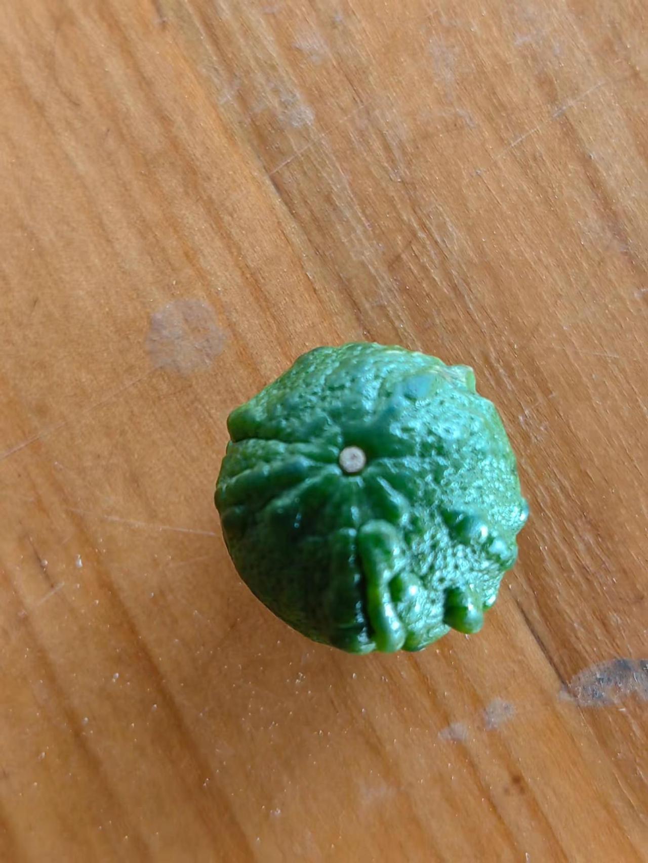 你们果地有没有发现这种果？？这是沃柑畸形幼果，果皮凹凸不平、有不规则凸起，在沃柑