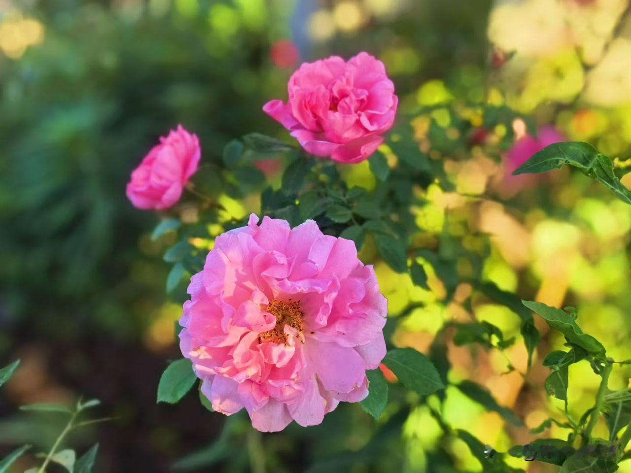 它叫越冬重瓣月季🌹，花开的比较早且多，同一簇花颜色也深浅不一，整体成灌木