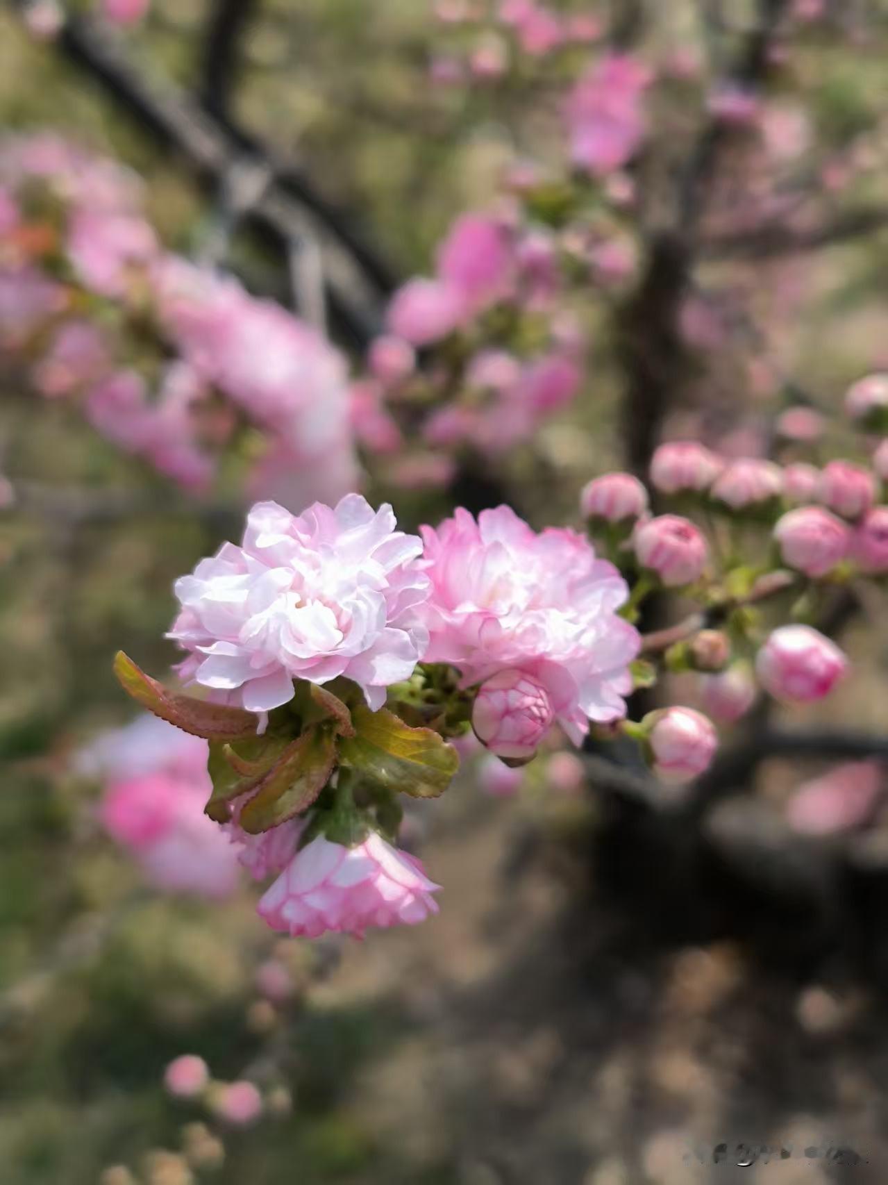 榆叶梅，粉嫩娇艳，看着就让人喜欢。一个个花朵挨的紧密，花瓣也多，一枝多花，远远