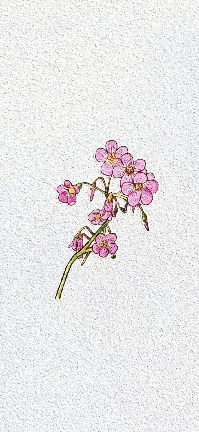 简笔画花朵插画壁纸​​​