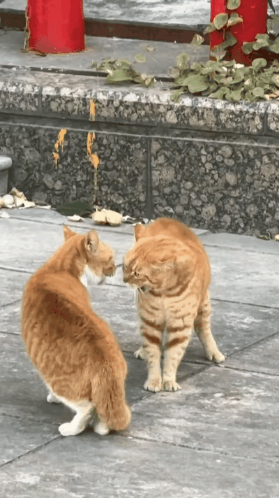 紧急围观！楼下两只“煤气罐”火拼，场面失控又好笑楼下的绿化带，今天上演了一