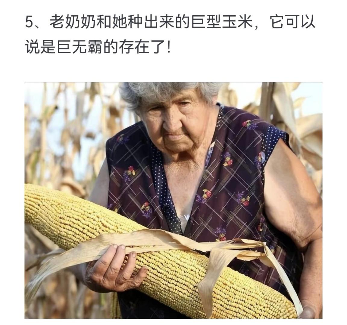 老奶奶和她种出来的巨型玉米，它可以说是巨无霸的存在了