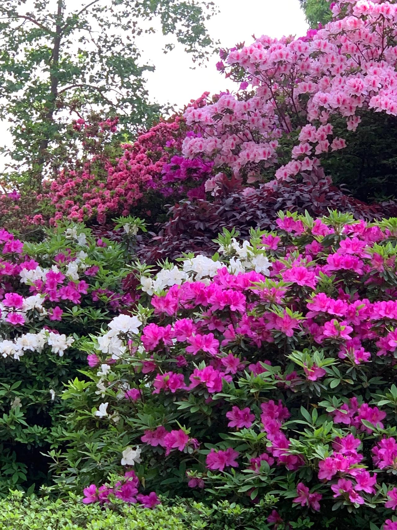 植物园里的人间四月天！杜鹃花🌺开得正盛！！📍湖南省植物园里的杜鹃园（靠近西