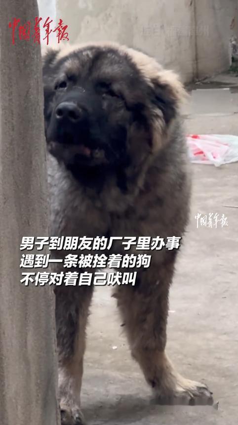 “强得可怕！”10月25日，福建漳州，一男子到朋友厂子谈项目，结果被护院的大狗拦