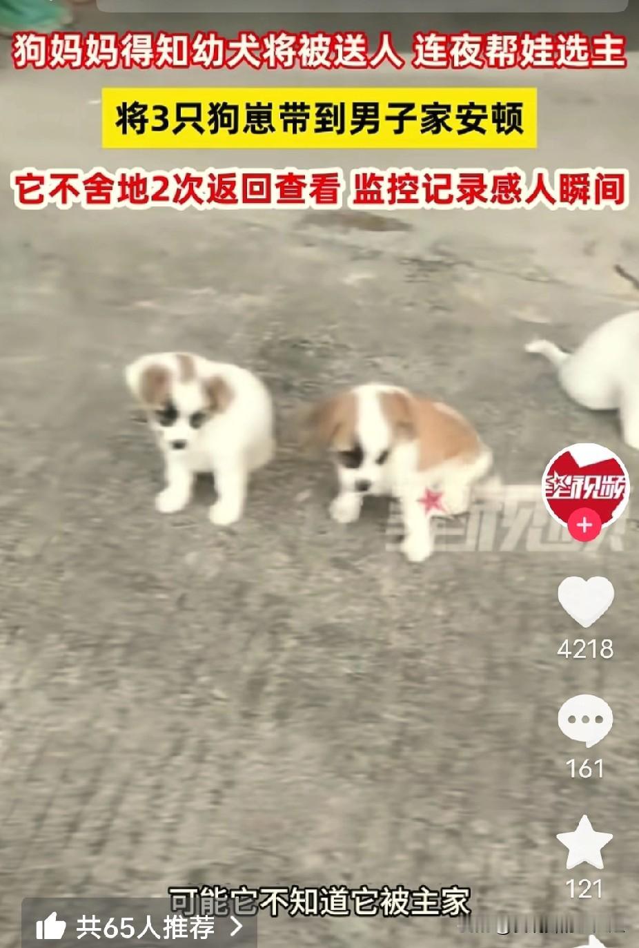 “解释不清了！”广东一男子家狗子生了四只小狗，顺口对狗子说了一句：“这太多了，送