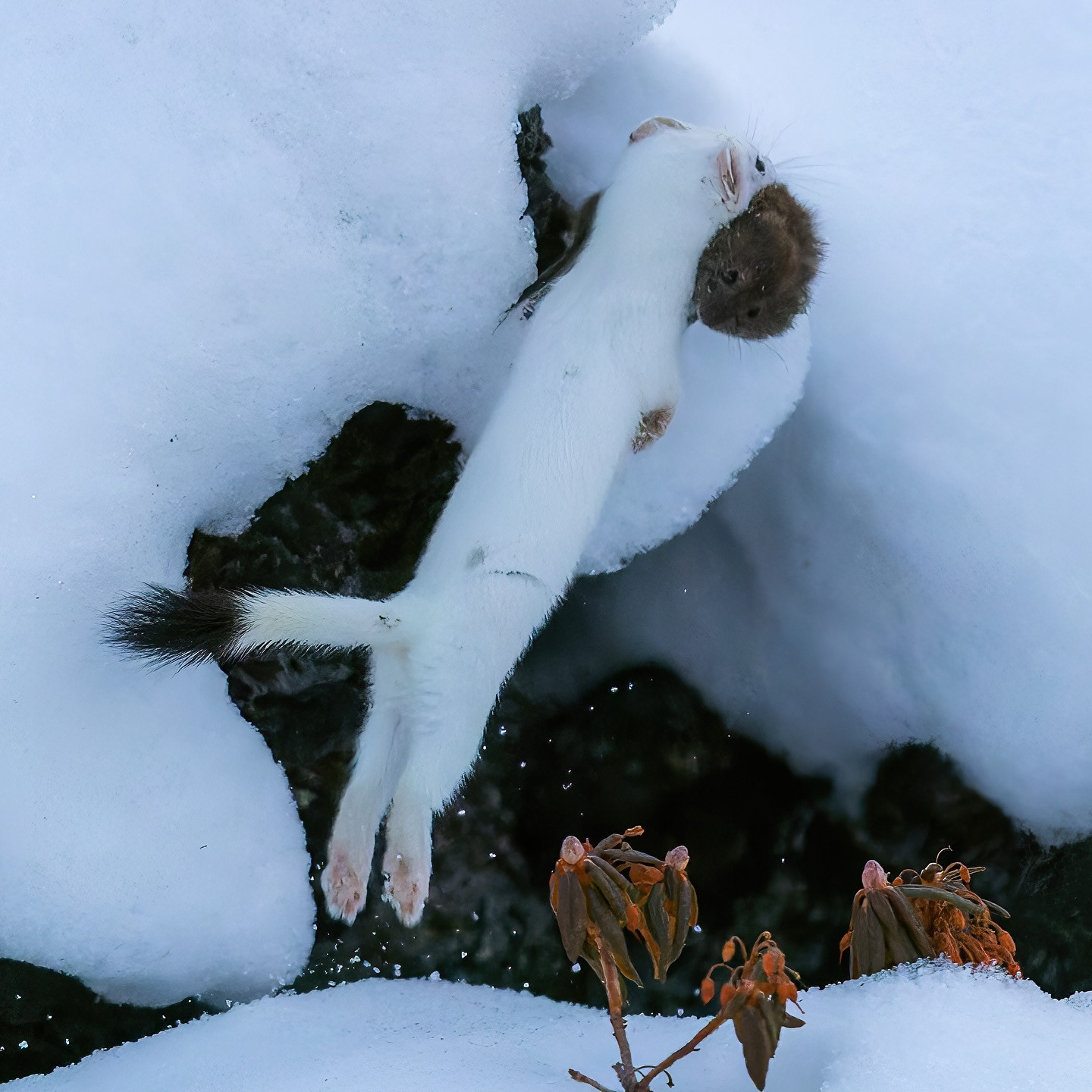 小小的身材，大大的能量！白鼬可以说是自然界的小个子猎手中，非常能打的存在了【in