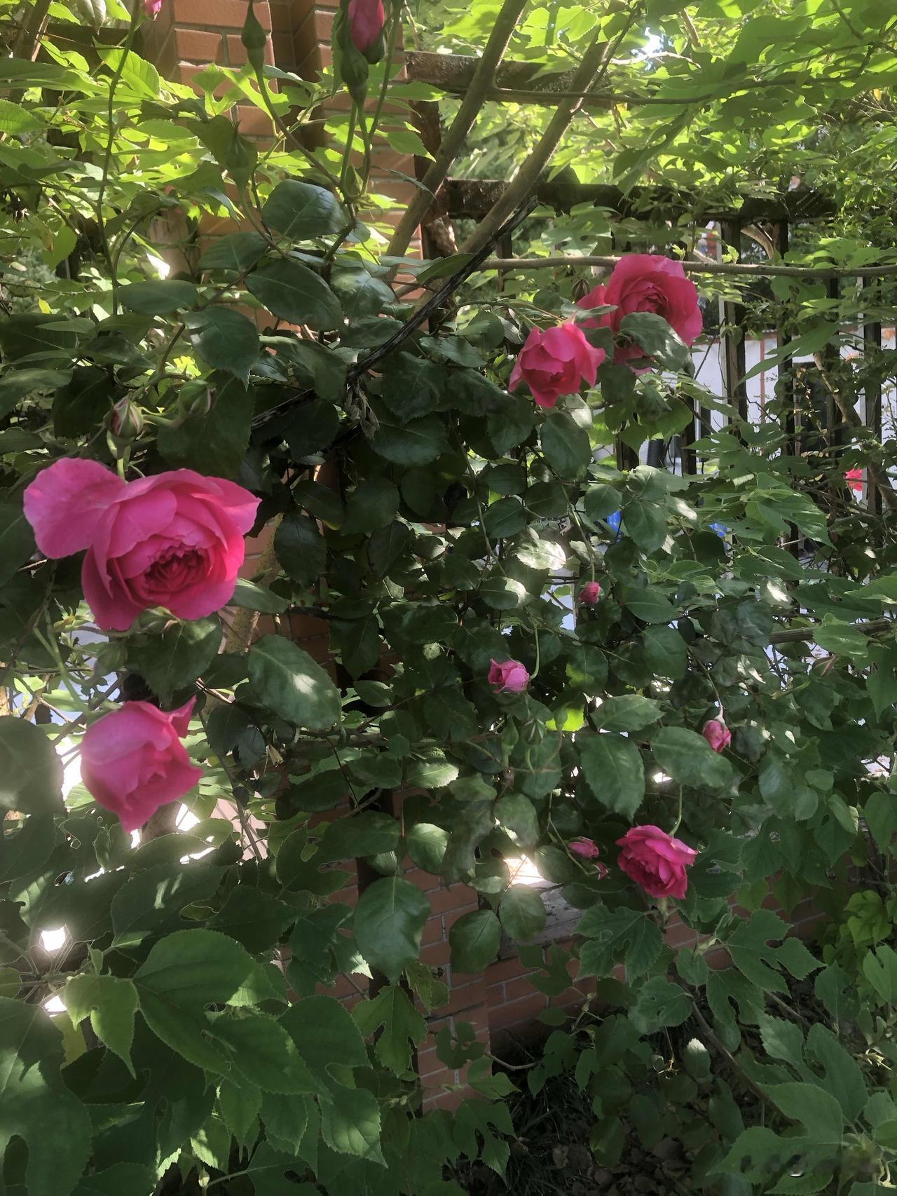 今天天气晴朗，出去跑步看到沿途的月季花开疯了！红的热烈，粉的温柔，有的藏在叶子里