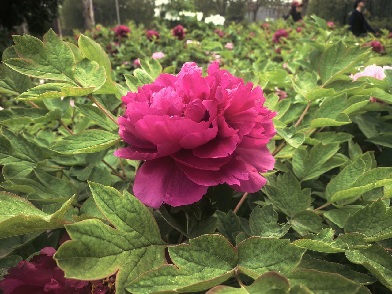 农村新现象之大食堂最近，抖音上有很多农村党支部书记发抖音推广自己家乡的农特产品