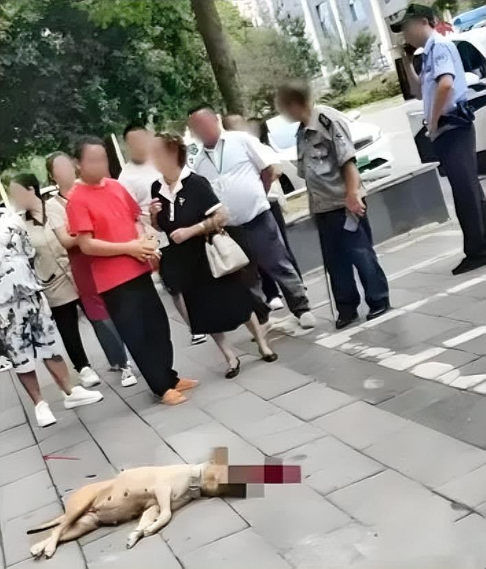 四川街头发生的一幕，让不少人看完心里堵得慌。一位大妈遛狗，手里空空的，绳子？没有
