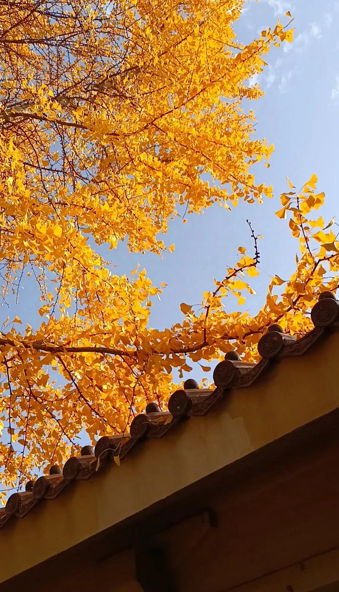 秋意浓，金黄满树，古韵建筑映衬，美不胜收！🍂🍁🍂金秋风景照秋天风景氛围