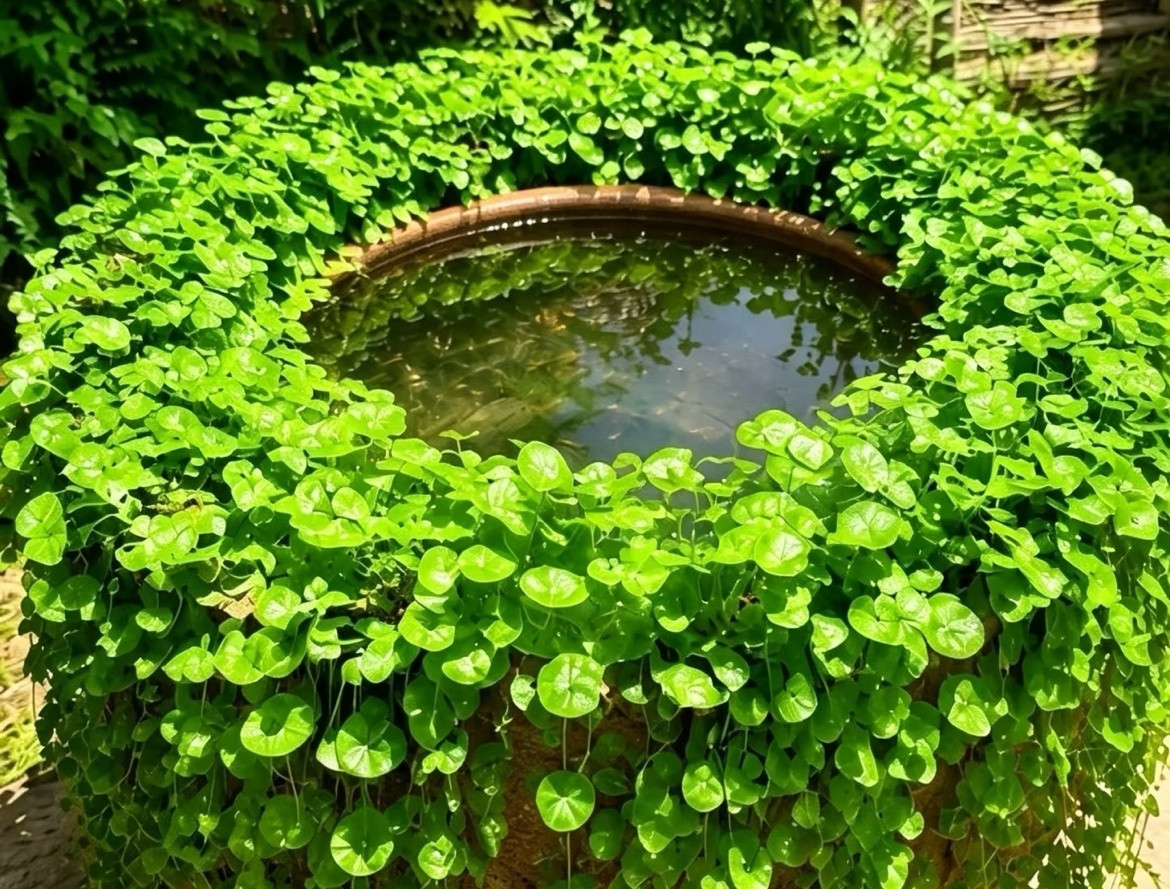 8月19号，同花顺热榜1、宇树科技:人形机器人第一股+次新股2、金风科技:商