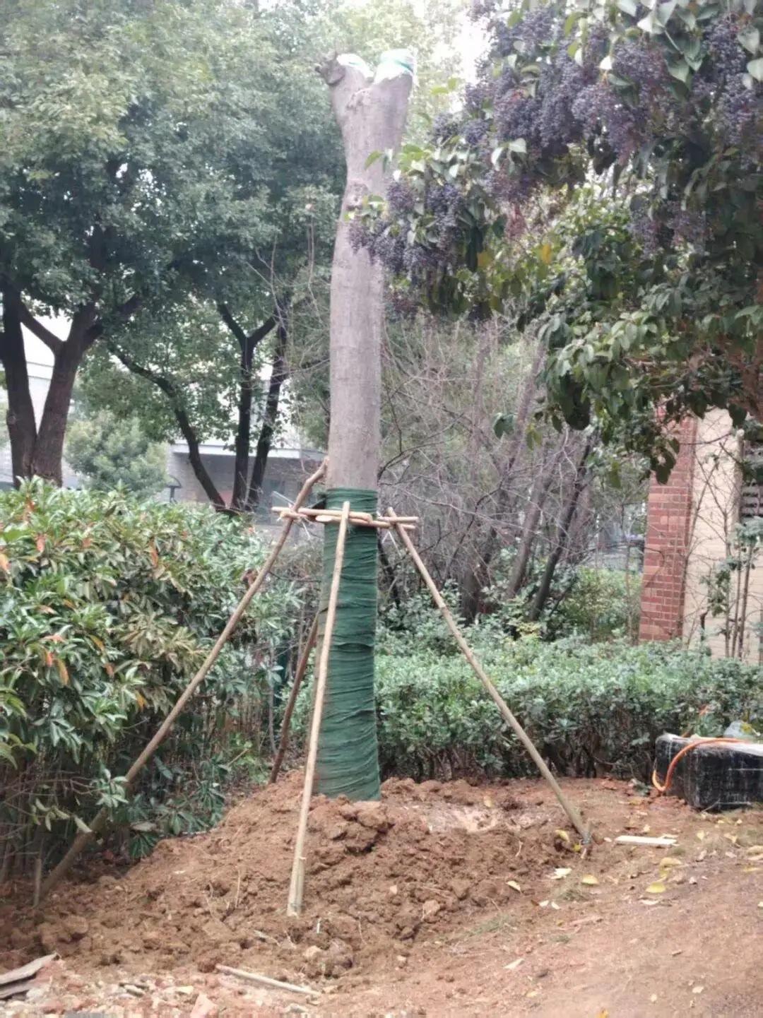 湖北武汉，一业主嫌小区里种的朴树影响他家采光，就私自找工人，把树连根拔起，移栽到