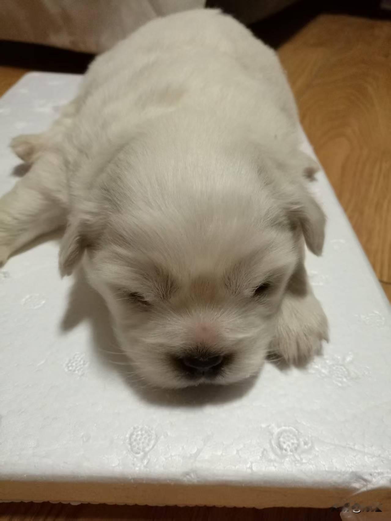 自从我今晚八点知道我家小狗今早去世了，我才深切体会到白发人送黑发人是一种怎样的痛
