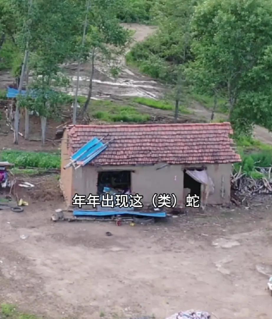 7月15日，黑龙江牡丹江市。6岁的孙子独自在爷爷家的院子里玩。爷爷忽然听到了孙子