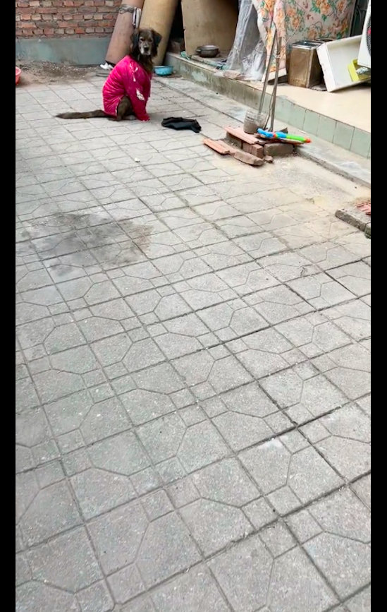 【婆婆不愿去城里住，就因要在老家照顾狗，看到它嫌弃的眼神我笑了】有这么一位网友，