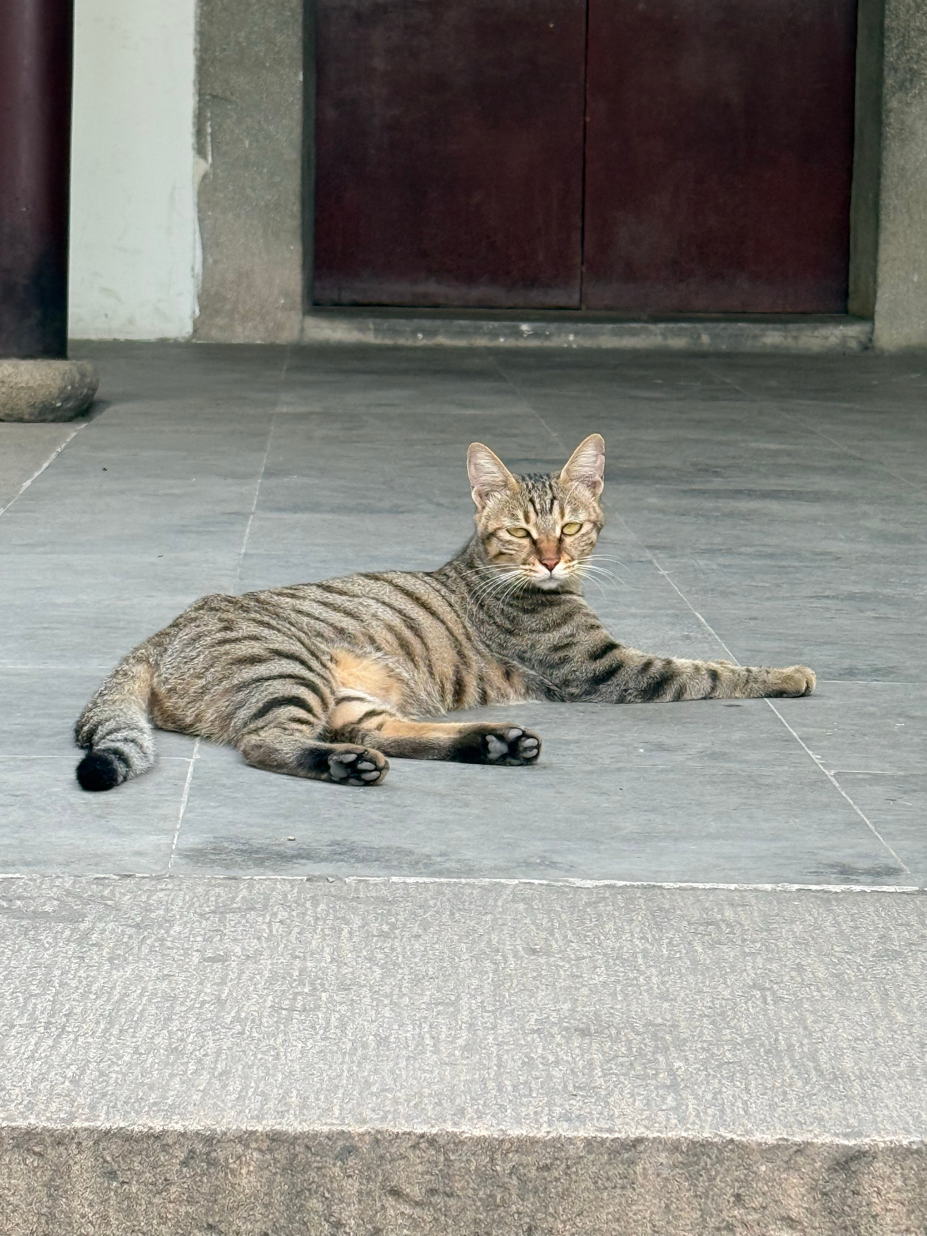 西园寺真的好多小猫咪呀​​​