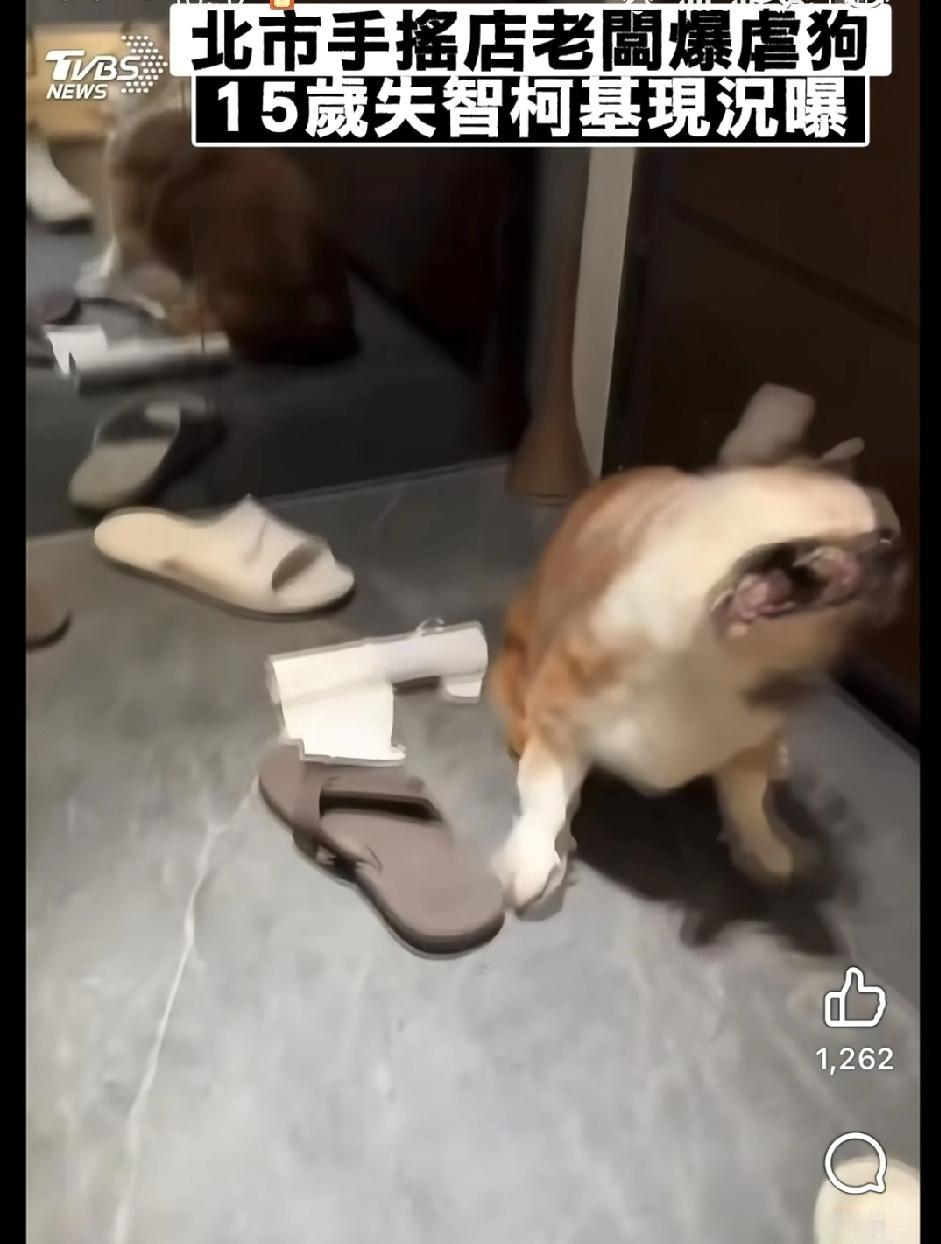 北市15岁老柯基被主人虐待的视频发到网上，结局感人。狗狗被救走安置，主人店老板面