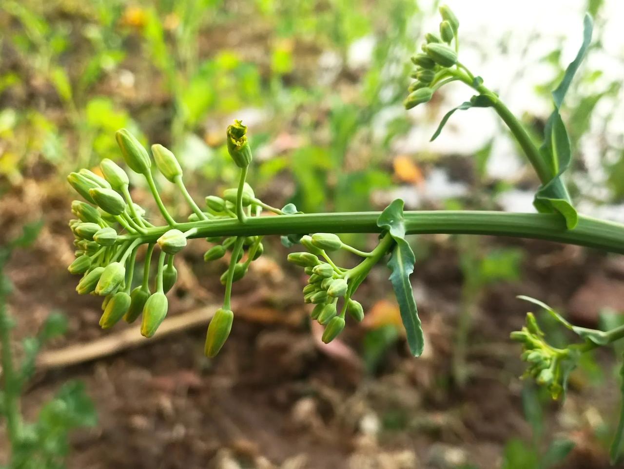 豫东老家的油菜花开了。周末回了老家，油菜花开了，非常好看。我的一