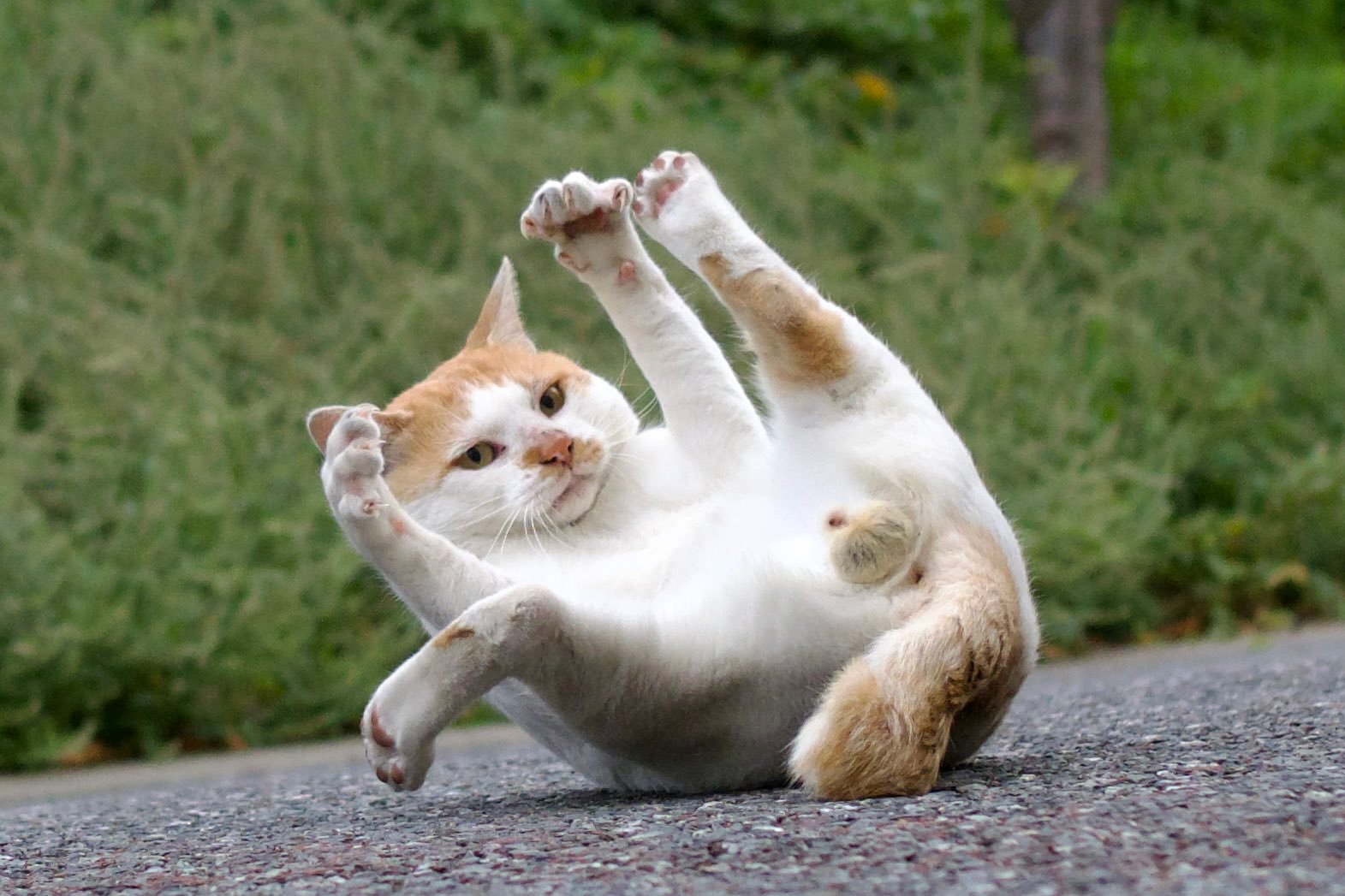 得飘得飘得一个飘这就是猫の飘移