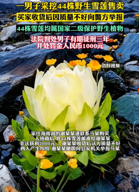 新疆，男子进山捡蘑菇，竟然发现一大片野生雪莲，顿时心生邪念，一次性将44株雪莲都