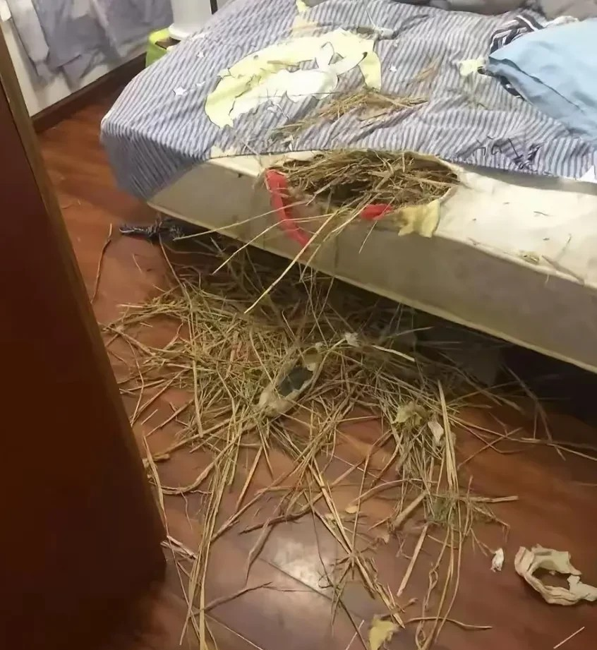 我家狗干的，要不要加餐？