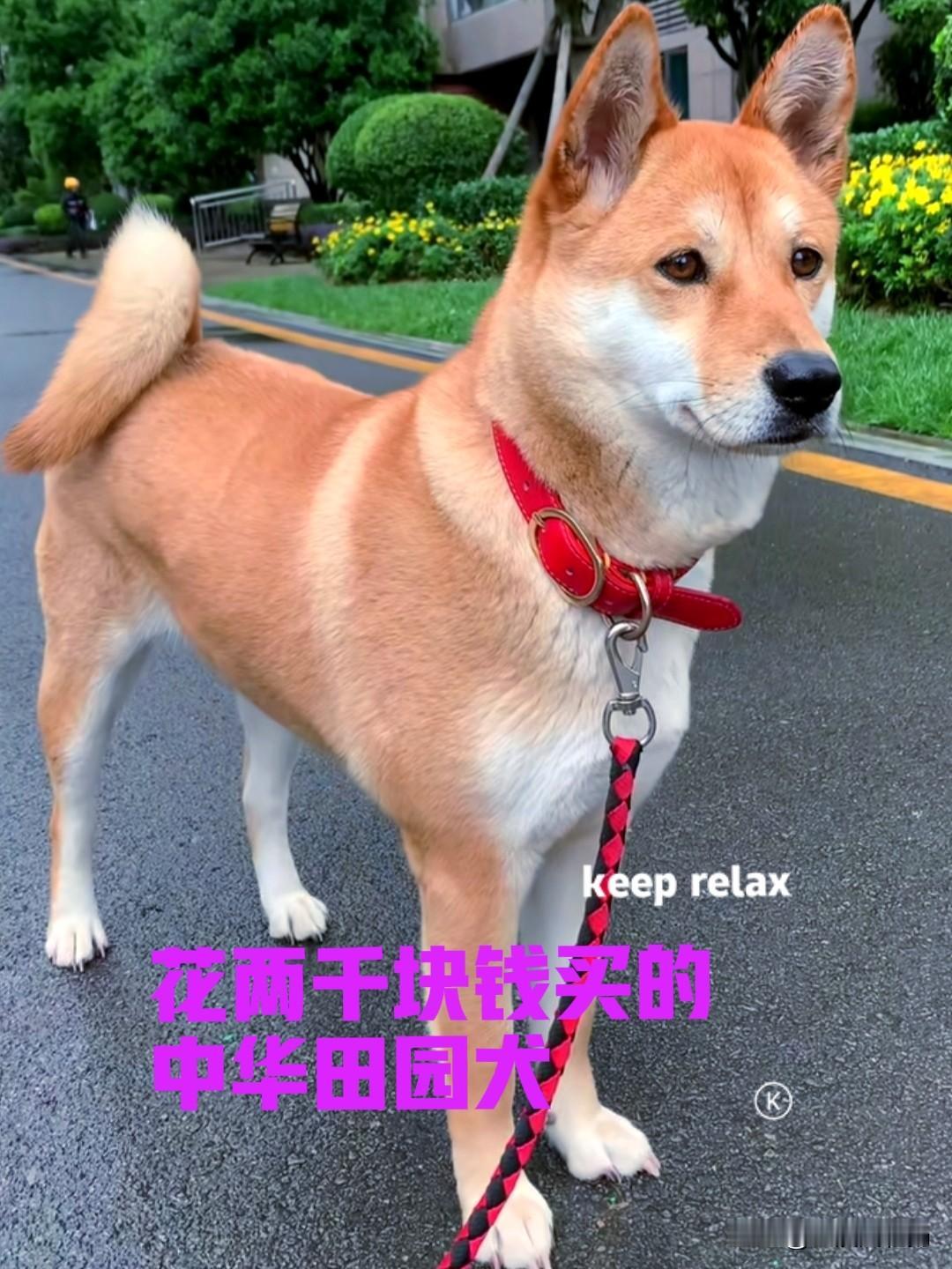 去年十月份的时候，花了两千块钱，在网上买了一只中华田园犬。狗子来自千里之外的广西