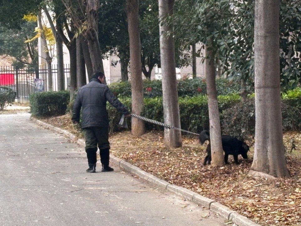 “遛狗不拴绳将违法”引热议，养宠新规实施前走访武汉社区：多数养犬人已知晓在新规即