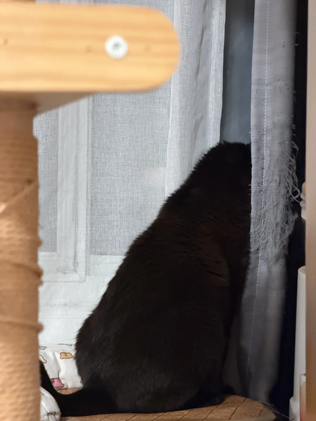 怀疑小猫在外面惹事了