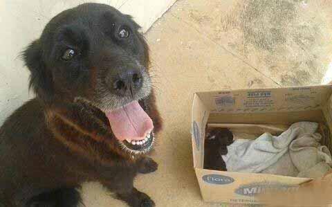 每天为它准备粮食，并用眼药水帮狗狗治疗眼睛。喂了一个月后，狗狗突然消失了。没想两