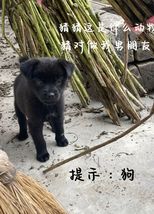 猜猜这是什么动物