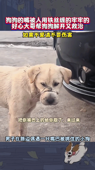 一只小狗嘴被铁丝牢牢缠住，铁丝甚至深深陷进肉里。好心大哥偶遇后，费了好长时间才抓
