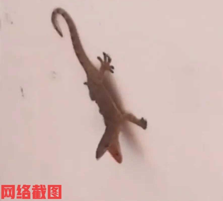 河南有女生在家睡觉时，经常听到有小猫咪的叫唤声，女生没有在意，还认定是外面流浪猫